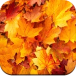 autumn wallpaper 4k android application logo